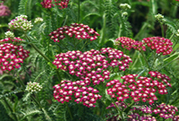 yarrow